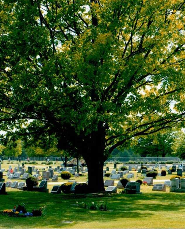 Big Oak at Oakwood Cemetery
